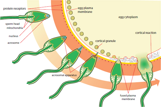 sperm attaching to egg, injecting pronucleus through acrosomal apparatus; cortical reaction