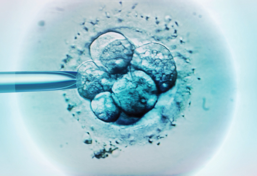 embryo