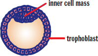 hollow ball of trophoblast cells with protruding inner cell mass