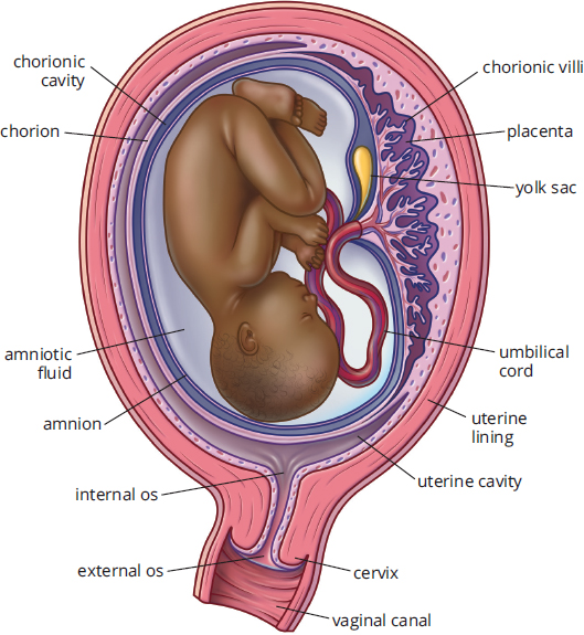 fetus connected to placenta by umbilical cord; yolk sac, amnion, chorion, chorionic villi labeled