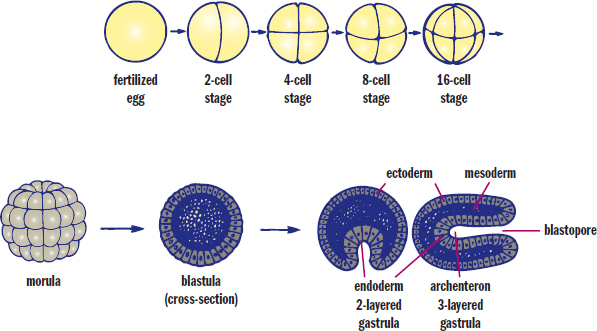 fertilized egg cleaving to 16-cell stage, then becoming morula, blastula, and gastrula (with blastopore and archenteron)