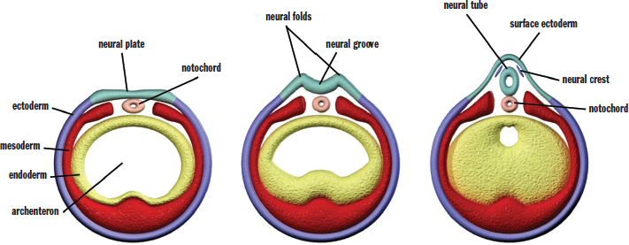 neural plate overlying notochord invaginates to form neural folds around neural groove, which forms neural tube and neural crest