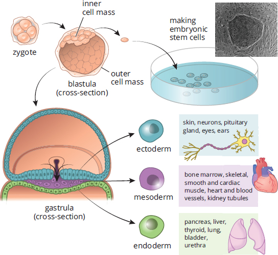 structure of blastocyst with three cell types of inner cell mass labeled; colonies of ES cells
