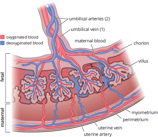 umbilical cord with umbilical arteries carrying deoxygenated blood to chorion, where it picks up oxygen from maternal blood and returns via umbilical vein