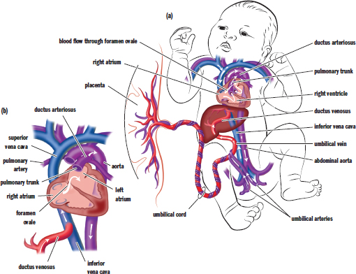 foramen ovale, ductus arteriosus, and ductus venosus labeled with the structures they attach