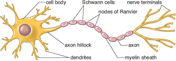 labeled: cell body, axon hillock, Schwann cells (oligodendrocytes in CNS), nodes of Ranvier, myelin sheath, axon, nerve terminals