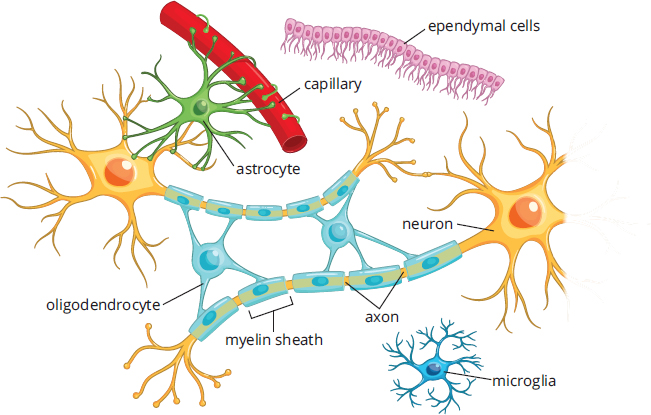 axons covered with extensions from oligodendrocyte, with loose association to an astrocyte
