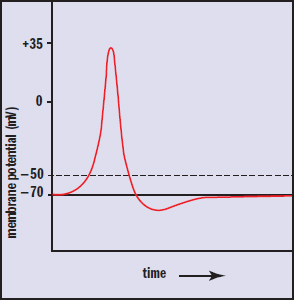 graph of membrane potential versus time during an action potential