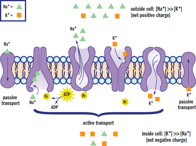 sodium/potassium pump moving 3 sodium ions out and 2 potassium ions in while hydrolyzing ATP; passive sodium and potassium leak channels shown