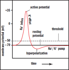 graph starts at -70 mV, increases during Na+ influx to +35, drops durnig K+ efflux to below -70 mV (hyperpolarization), brought back to -70 mV by Na/K pump; threshold shown at -50 mV