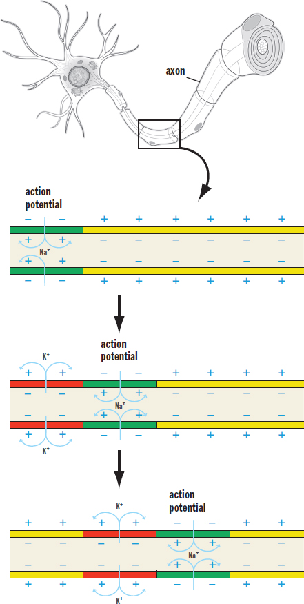 action potential moving left to right, followed closely behind by a refractory segment of the axon