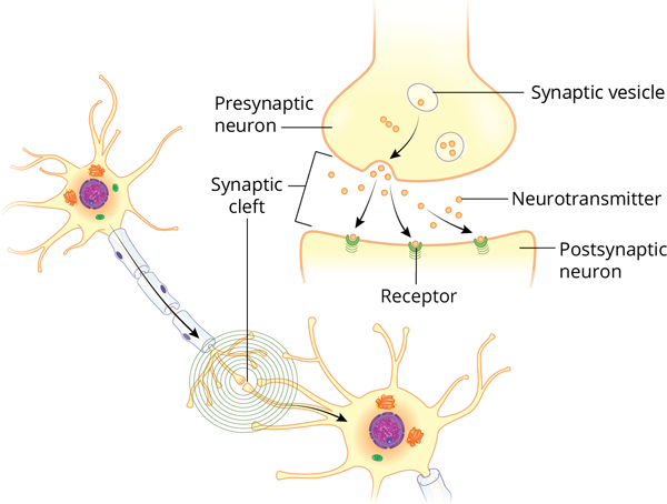 action potential causing synaptic vesicle to fuse with terminal membrane, diffusing neurotransmitter across cleft to receptors on dendrite of postsynaptic cell
