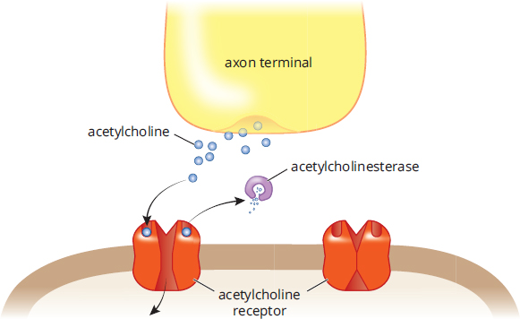 acetylcholine removed from acetylcholine receptor and broken down by acetylcholinesterase