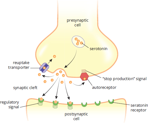 serotonin released into synapse, acts on postsynaptic receptor as well as "stop production" receptor on presynaptic cell, reuptake transporter brings serotonin back into cell