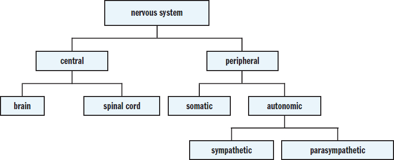 flowchart; organization and descriptions given in subsequent text
