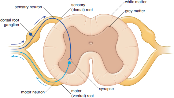 labeled: sensory neuron with dorsal root ganglion and dorsal root, motor neuron with ventral root; white and grey matter