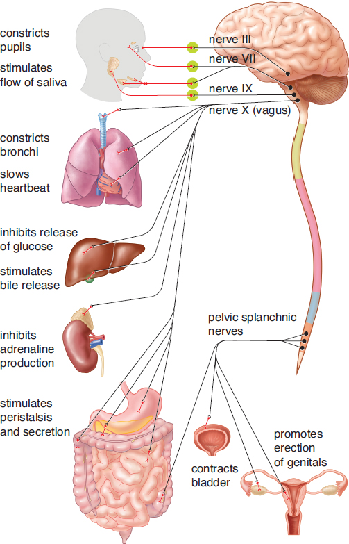 constricts pupils, stimulates flow of saliva, constricts bronchi, slows heartbeat, stimulates peristalsis and secretion, stimulates bile release, contracts bladder
