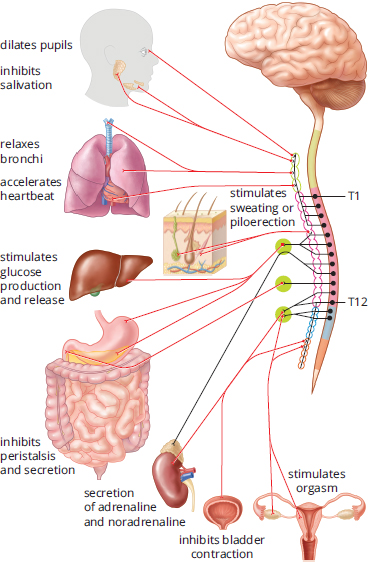 dilates pupils, inhibits salivation, relaxes bronchi, accelerates heartbeat, stimulates sweating or piloerection, inhibits peristalsis and secretion, stimulates glucose production and release, secretion of adrenaline and noradrenaline, inhibits bladder contraction, stimulates orgasm