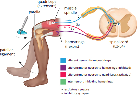 relex hammer causes stretch, signal sent up sensory neuron to spinal cord where it synapses on motor neuron, which sends signal to quadriceps mucles