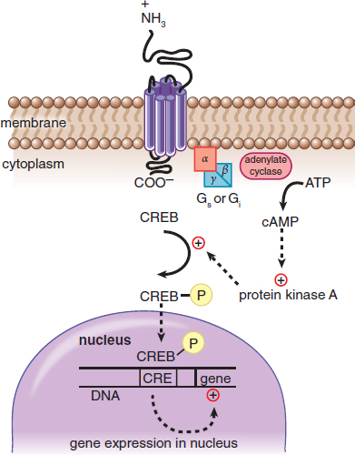 G protein-coupled receptor simulates adenylate cyclase, forming cAMP, which activates protein kinase A, phosphorylating CREB, which moves to the nucleus and activates transcription of a gene