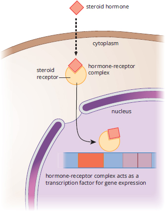 estrogen enters cell, binds to receptor; complex binds to estrogen response element, creating transcription complex and leading to cell division