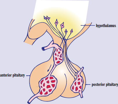 the hypothalamus secreting compounds into the hypophyseal portal system
