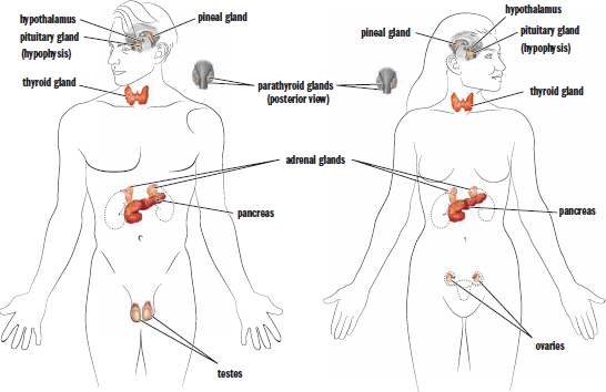 labeled: hypothalamus, pineal gland, pituitary gland (hypophysis), thyroid, parathyroids, adrenals, pancreas, ovaries, testes