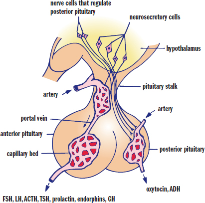 hypothalamus with neurosecretory cells attached to capillary bed, which flows through portal vein to hypophysis