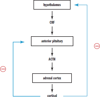 hypothalamus releases CRF, stimulating anterior pituitary to release ACTH, stimulating adrenal cortex to release cortisol, which inhibits hypothalamus and anterior pituitary from further release