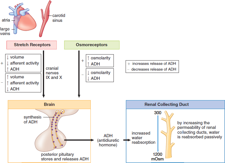 ADH release stimulated by decreased blood volume/decreased activity of stretch receptors/increased osmolarity; causes increased water reabsorption in renal collecting ducts
