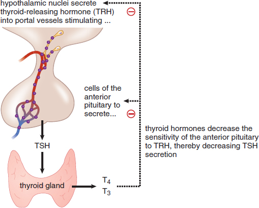 hypothalamus secretes TRH, stimulating anterior pituitary to secrete TSH, stimulating thyroid gland to release T3 and T4, which decrease TRH and TSH secretion