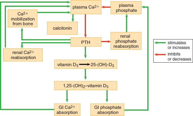 plasma calcium inhibits PTH; PTH increases calcium mobilization from bone, renal reabsorption, converstion of vitamin D to active form, and decreases renal phosphate reabsorption; vitamin D increases GI absorption of calcium and phosphate