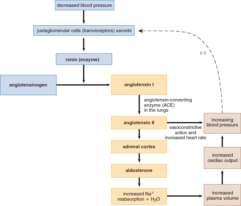 pathway flowchart as described in previous paragraph