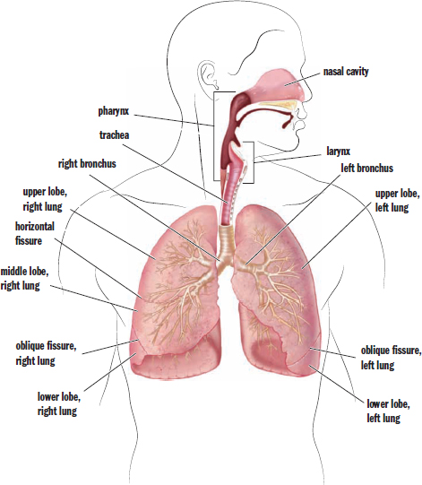 labeled: nasal cavity, pharynx, larynx, trachea, left and right bronchi, lobes of lungs and fissures between lobes