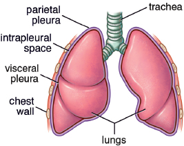 labeled: trachea, parietal and visceral pleurae, intrapleural space, lungs, chest wall
