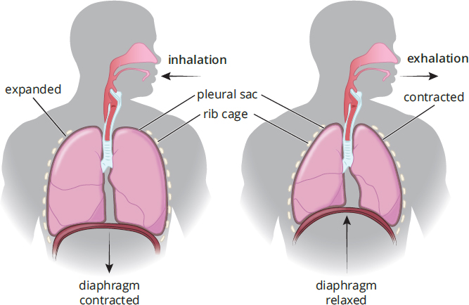 inhalation: diaphragm contracted; chest wall and rib cage expanded. exhalation: diaphragm relaxed; chest wall and rib cage contracted.