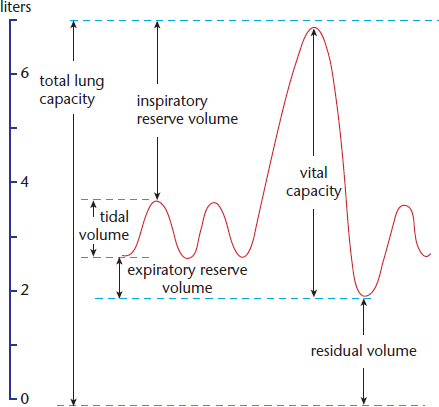 labeled: total lung capacity, tidal volume, expiratory and inspiratory reserve volumes, vital capacity, residual volume