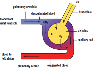 pulmonary arteriole from right ventricle with deoxygenated blood reaching alveolus and becoming oxygenated, travels back to left atrium in pulmonary venule