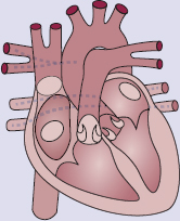anatomy of the heart