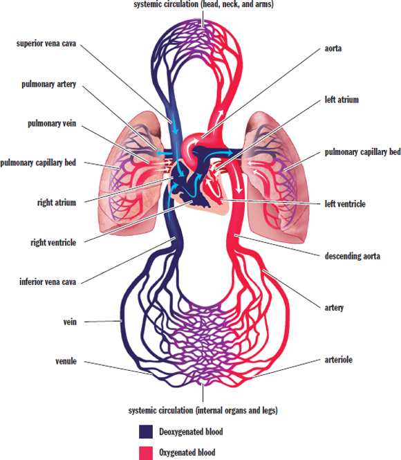 labeled: right atrium and ventricle; pulmonary artery, capillary bed, and vein; left atrium and ventricle; aorta, systemic circulation, and venae cavae