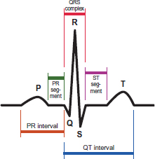labeled: P, Q, R, S, and T; PR interval, PR segment, QRS complex, QT interval, ST segment