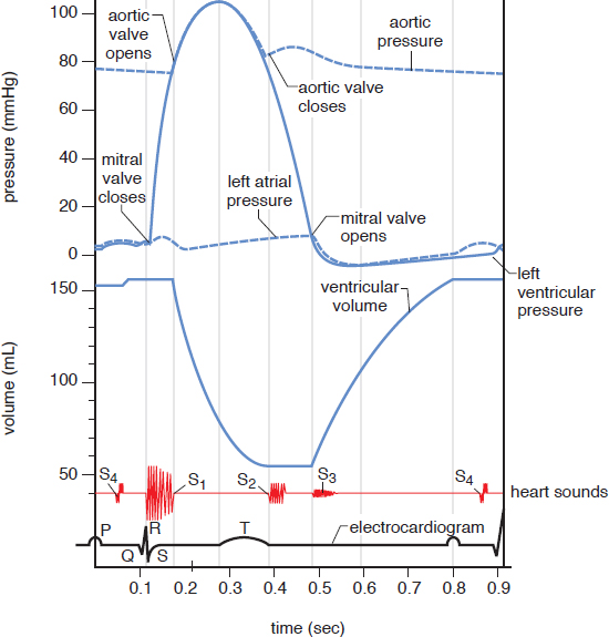 vertical comparison of aortic pressure, left ventricular pressure, left atrial pressure, ventricular volume, heart sounds, and EKG