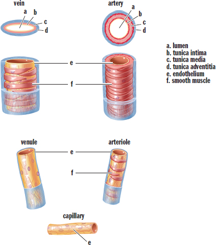 vein,  venule, artery, arteriole, and capillary. labeled: lumen, endothelium, smooth muscle