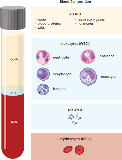 components of plasma (water, salts, plasma proteins) and blood cells (erythrocytes, leukocytes, platelets)