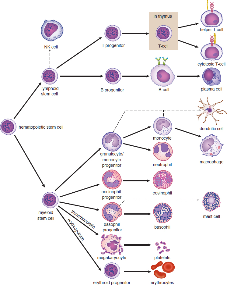 hematopoietic stem cell forms lymphoid and myeloid stem cells; lymphoid forms NK, T-, and B- (plasma) cells; myeloid forms dendritic cell,  monocyte (macrophage), neutrophil, eosinophil, mast cell, basophil, platelets, and erythrocytes