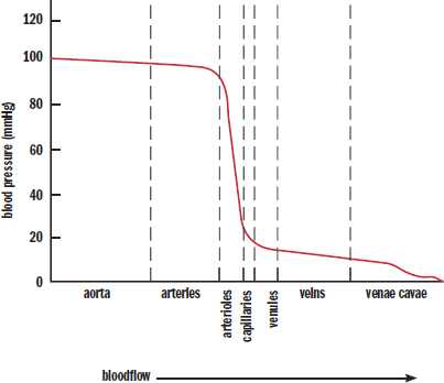  pressure stays around 100 mmHg through aorta and arteries, drops to 20 mmHg through arterioles, and continues dropping to 0 by the venae cavae