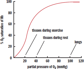 S-shaped curve; y-axis = % oxygen saturation, x-axis = partial pressure of oxygen. reaches 100% saturation around 70 mmHg O2.