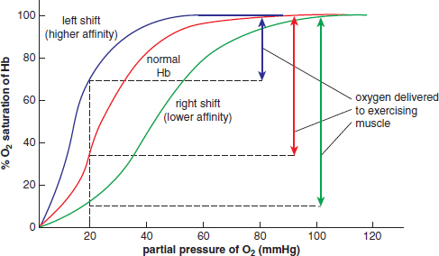 normal hemoglobin, left shift (higher affinity), and right shift (lower affinity). all curves are at 100% saturation at 100 mmHg O2, but at different % saturations at 20 mmHg O2, with the difference in saturation representing the oxygen delivered to exercising muscle