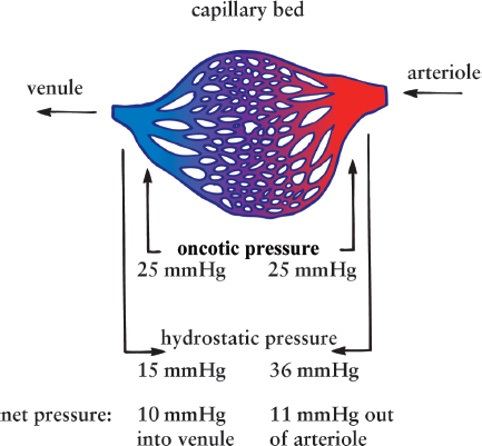 at arteriole end, hydrostatic pressure = 36 mmHg, oncotic pressure = 25 (net flow 11 mmHg out of arteriole); at venule end, hydrostatic pressure = 15, oncotic pressure = 25 (net flow 10 mmHg into venule)