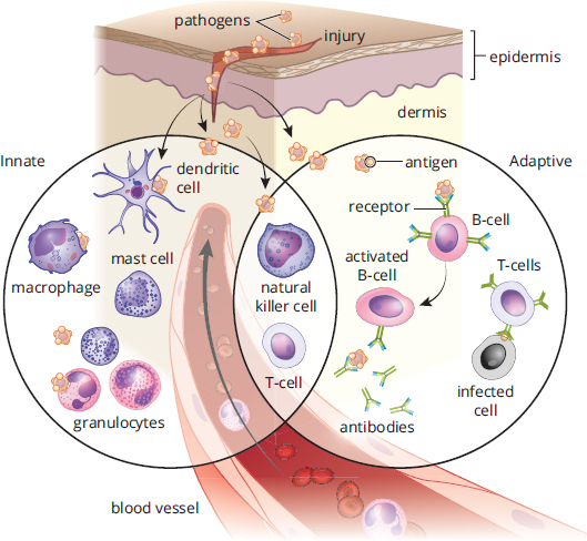 innate immune system: dendritic cell, monocyte/macrophage, neutrophil; releases cytokines and inflammatory proteins. adaptive immune system: B-cell (plasma cell making antibody), T-cell (attacking infected cell)